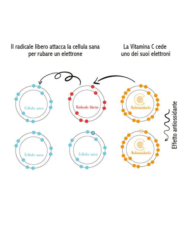 lasaponariavitamina-c+radicaliliberi